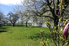 Rozkwitająca magnolia i czereśnia